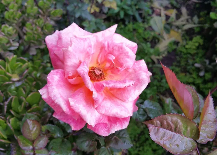 El Balcon